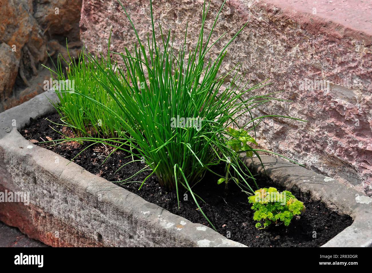 Spices in tubs, garden herbs, chive (Allium schoenoprasum), Jacob's onion, parsley (Petroselinum crispum) Stock Photo