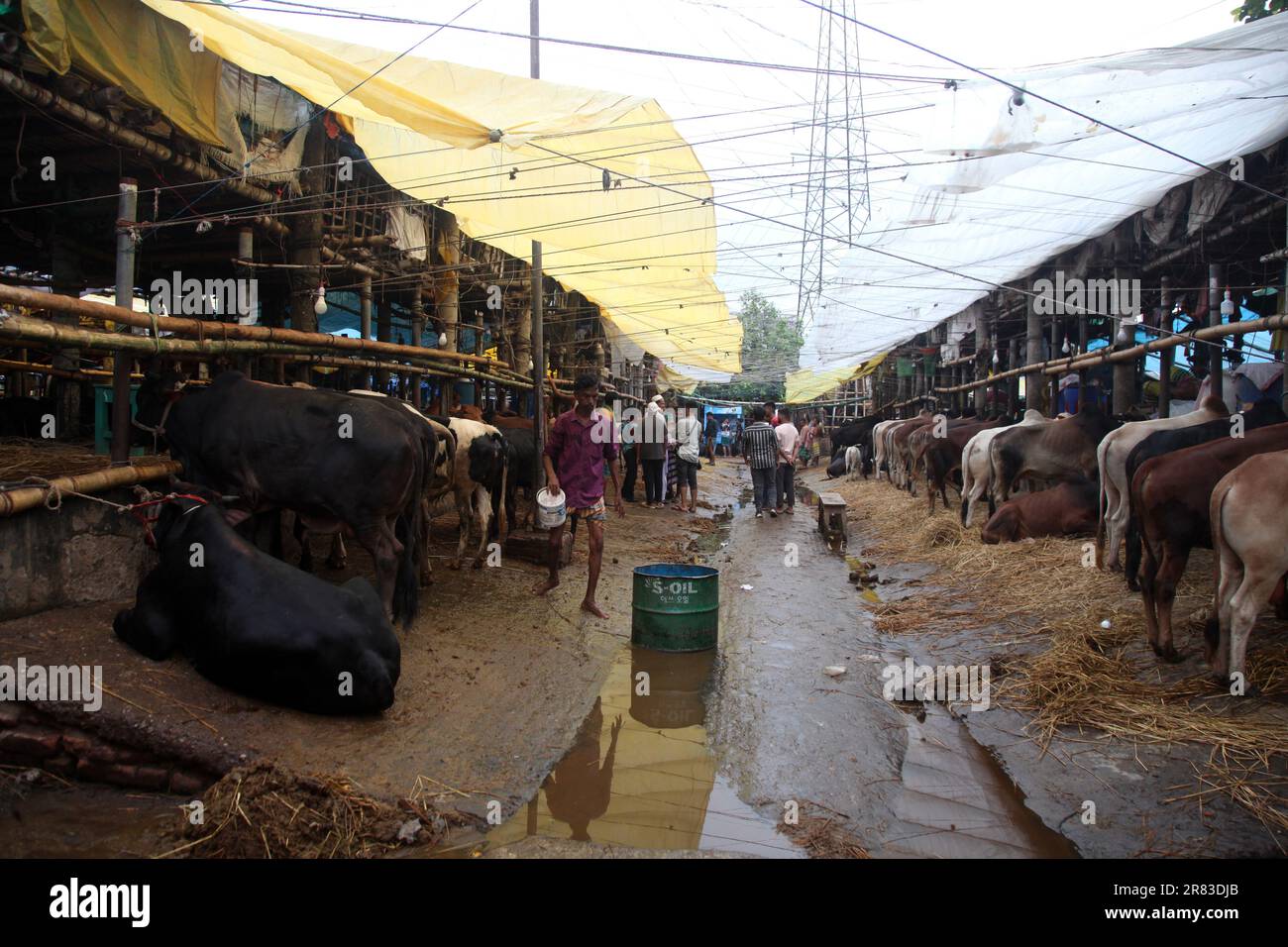 Dhaka Bangladesh 18 jun2023, Sacrificial animals have started arriving in the markets of the capital ahead of the upcoming Eid-ul-Azha,photo was taken Stock Photo