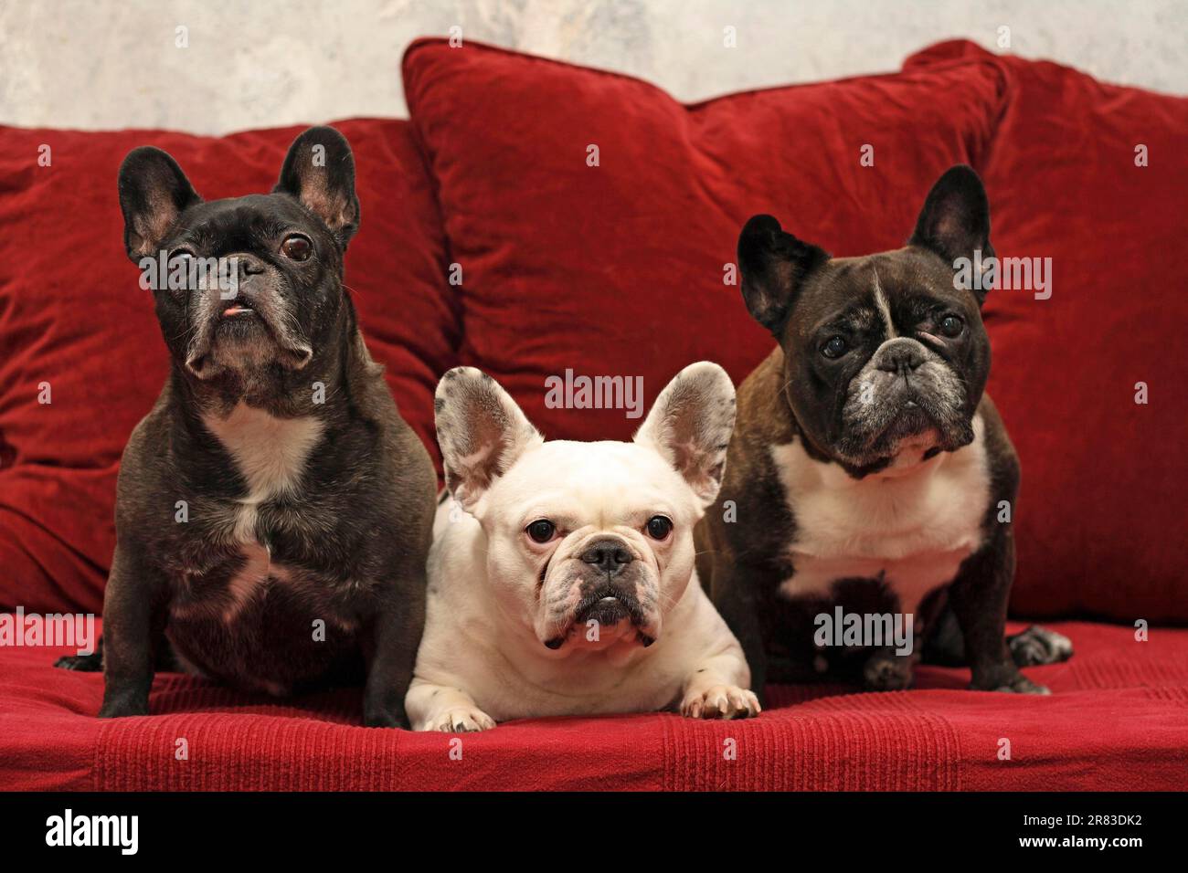 Next hotsell french bulldog
