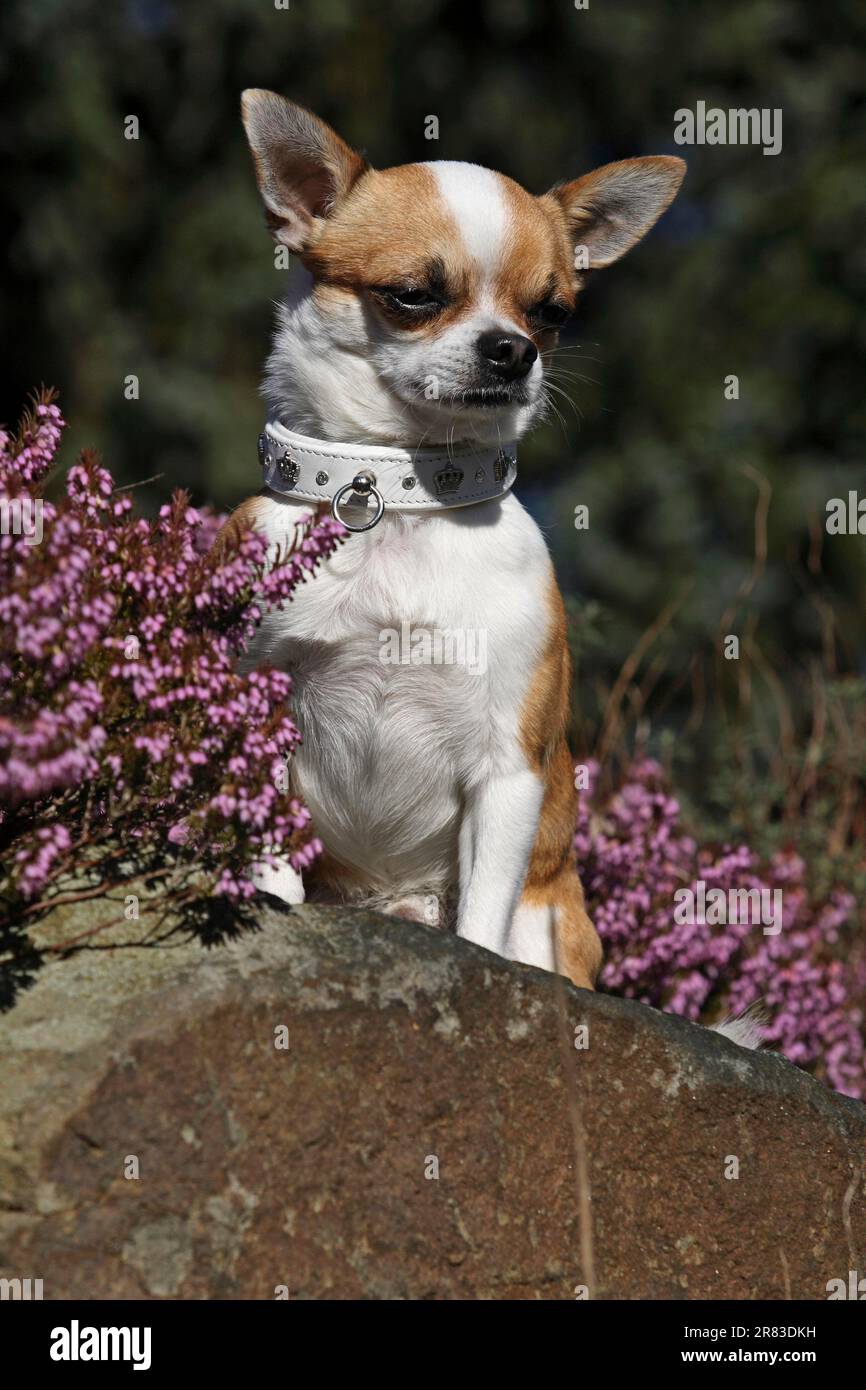 Shorthaired male Chihuahua sitting on a rock next to erica herb Stock Photo