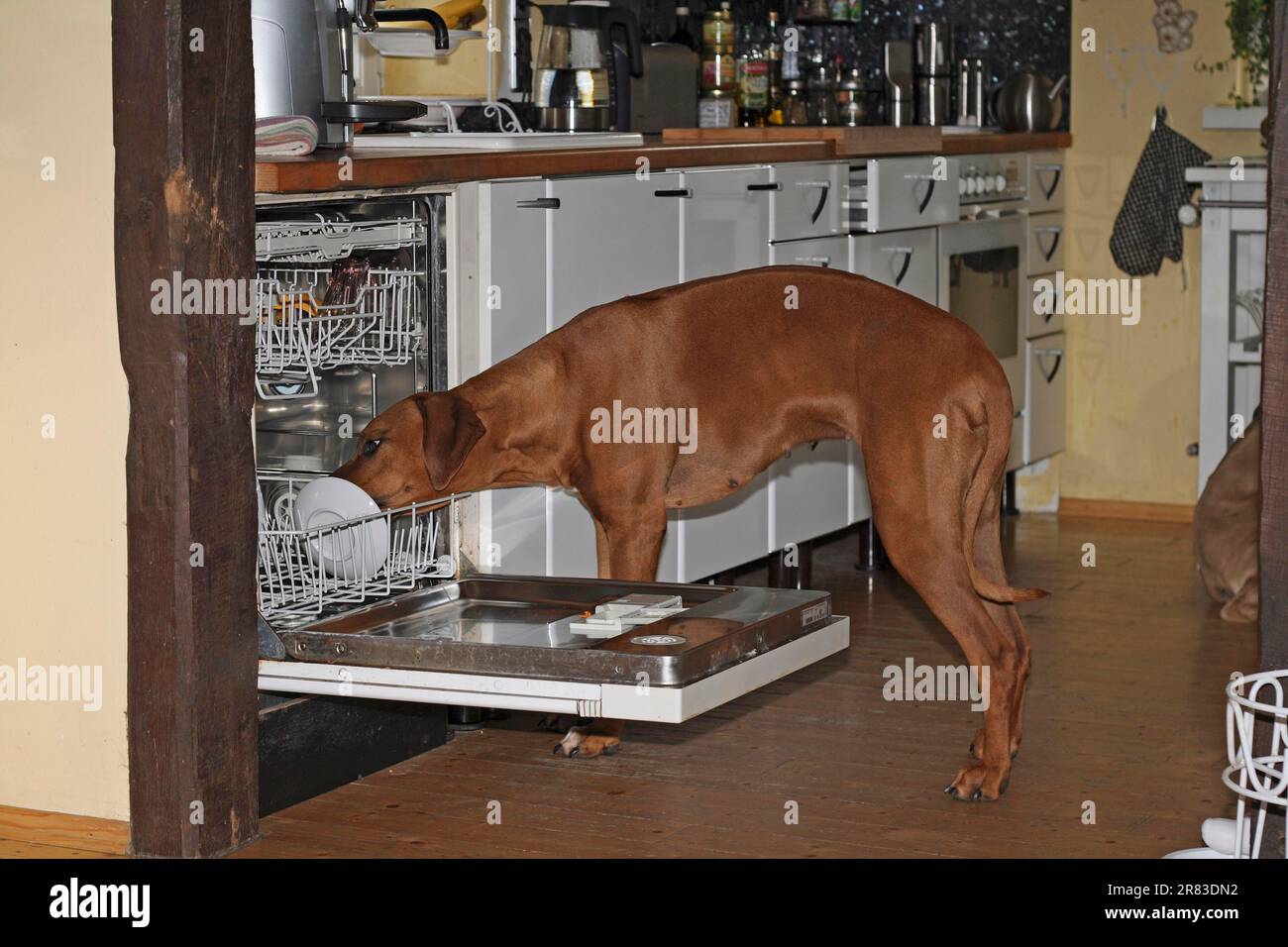 Rhodesian gray wolf (Canis lupus) f. familiaris, standing in the kitchen in front of the open dishwasher, sticking his head in and licking a plate Stock Photo