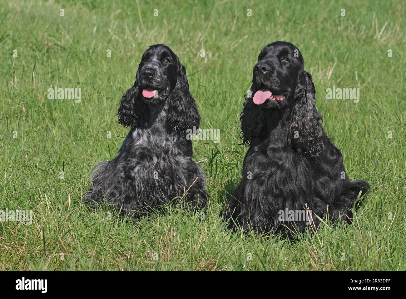 2 Cocker Spaniels, female in blue and white, male in black, sitting next to each other in the meadow Stock Photo