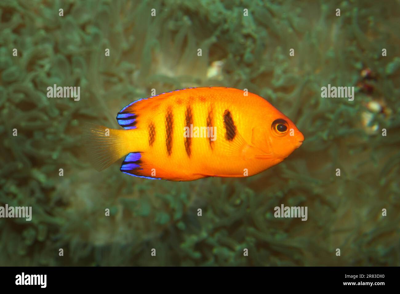 Flame Angelfish Centropyge loriculus Stock Photo - Alamy