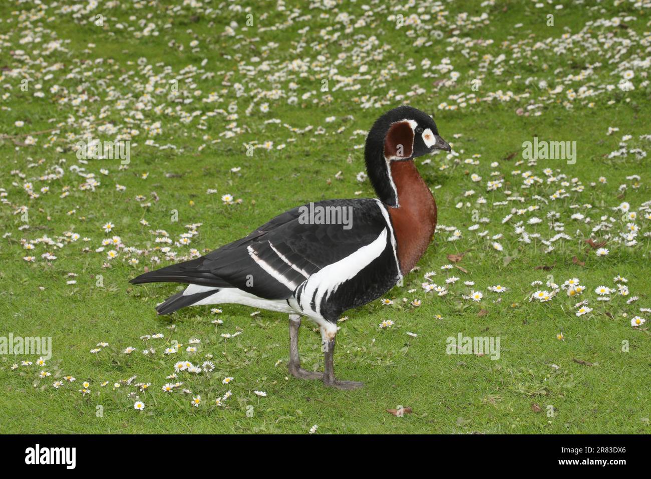 Red-breasted Goose (Branta ruficollis) Red-breasted Goose Stock Photo