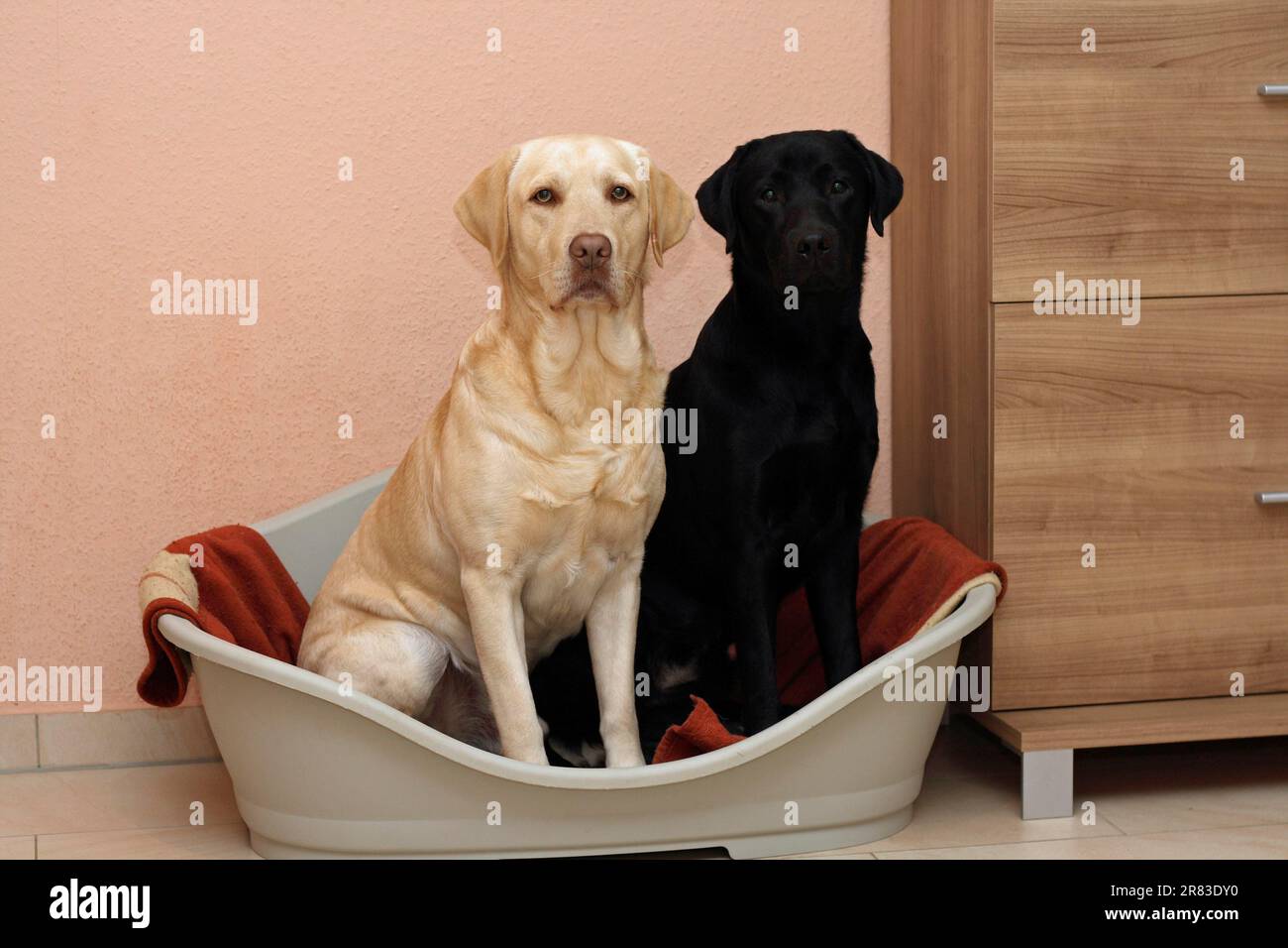 2 Labrador Retrievers sitting side by side in the dog basket in the