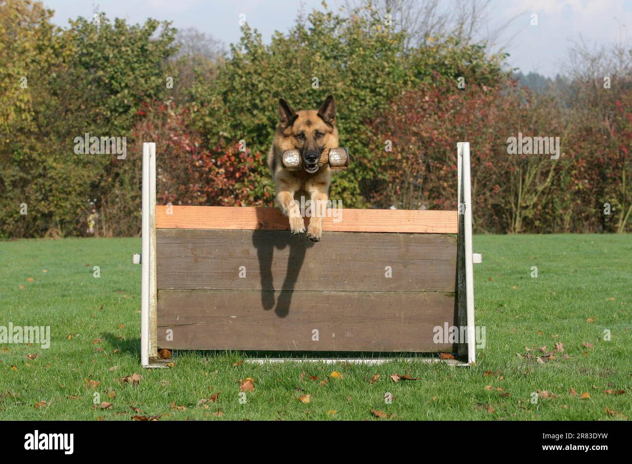 Dog jumping 2024 over wall