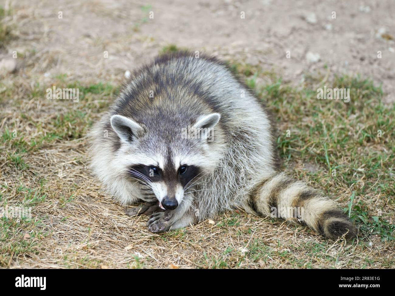 Racoon sitting hi-res stock photography and images - Alamy