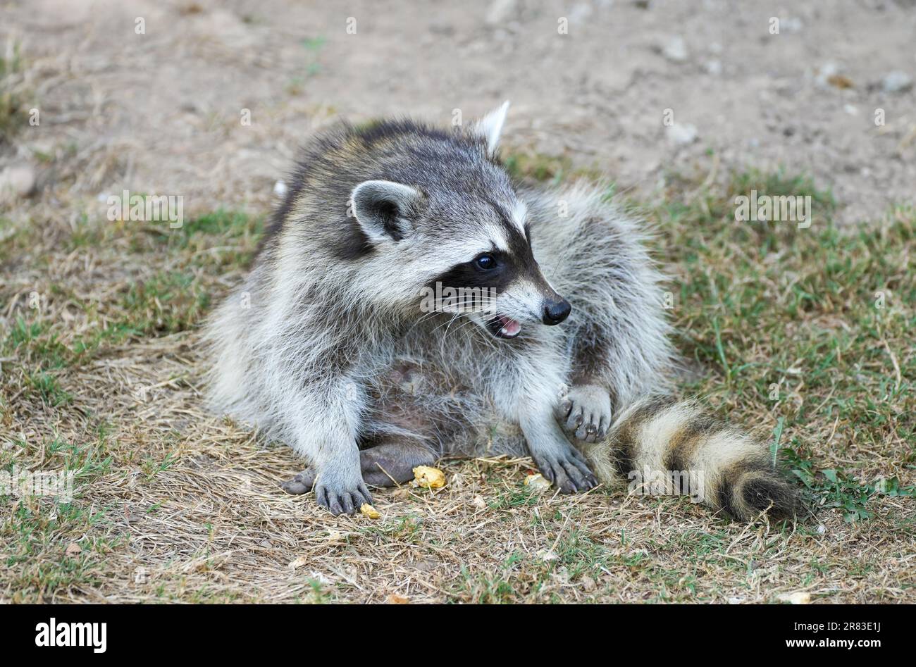 Racoon sitting hi-res stock photography and images - Alamy