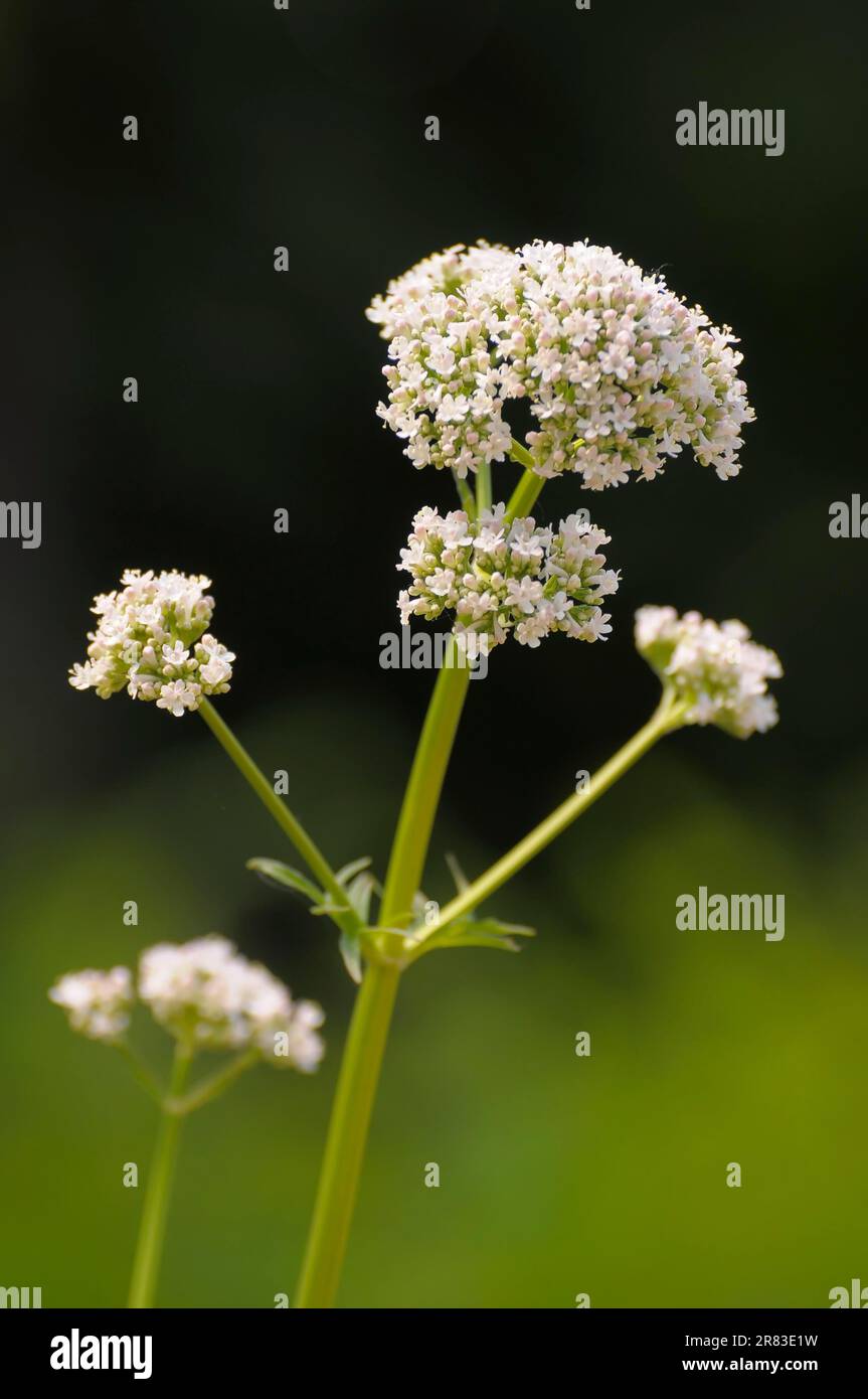 Medicinal plant : Common valerian (Valeriana officinalis), cat's weed, stinkwort, witchwort, eyewort, moonwort, bullerjan, tolljan, cat's wart Rose Stock Photo