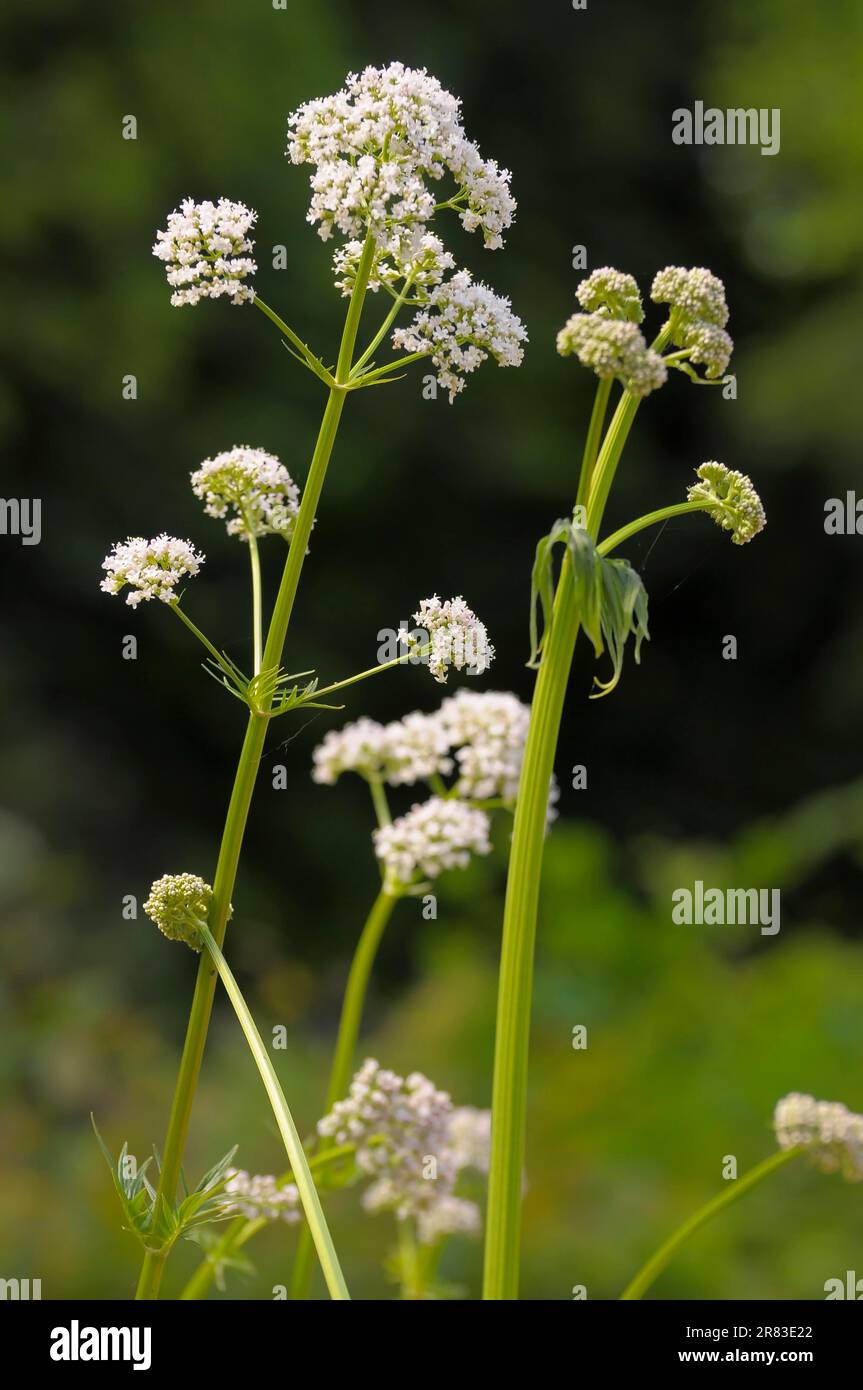 Medicinal plant : Common valerian (Valeriana officinalis), cat's weed ...