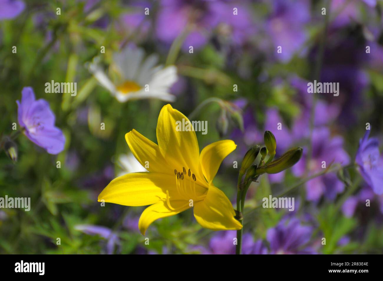 Yellow daylily (Hemerocallis lilioasphodelus) in the garden, Yellow daylily Rose garden in Oberderdingen Stock Photo