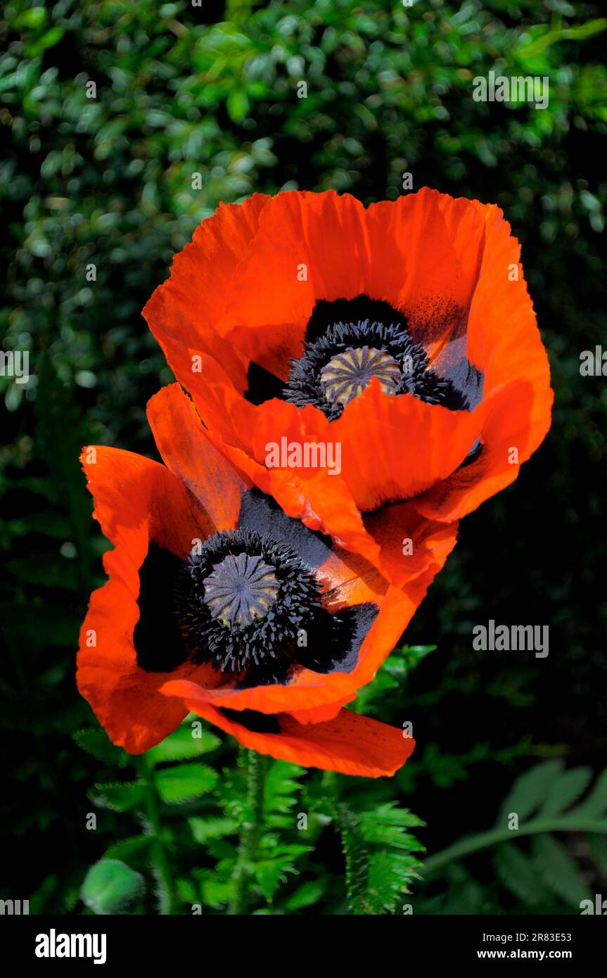 Turkish Poppy Oriental Poppy (Papaver orientale), Oriental Poppy, Garden Poppy, Perennial Poppy, Fire Poppy, Buds, Rose Garden in Oberderdingen Stock Photo