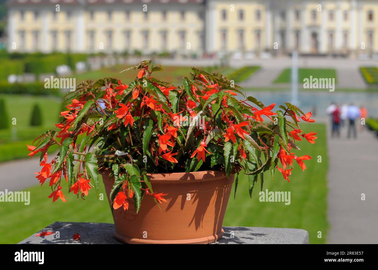 Entrance in the flowering baroque palace in Ludwigsburg, begonia flowering in a pot Stock Photo