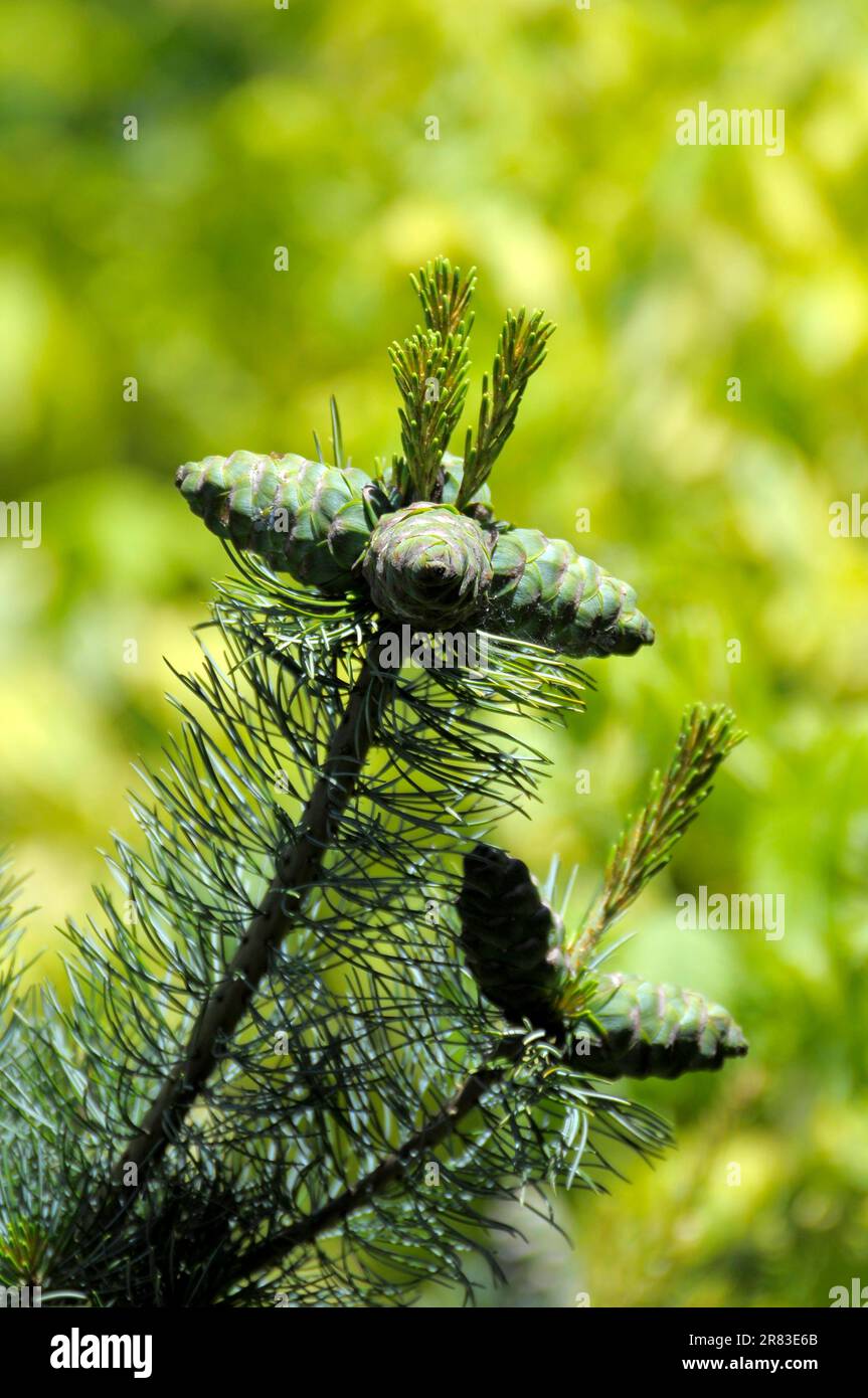 Pine cone in the garden, pine, Italian stone pine (Pinus pinea), Mediterranean pine, umbrella pine Rose garden in Oberderdingen Stock Photo