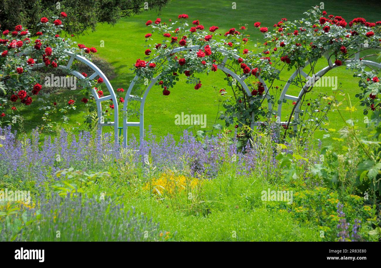Arching Roses Flowering Baroque in Ludwigsburg, red climbing roses, rose arch, rose ...