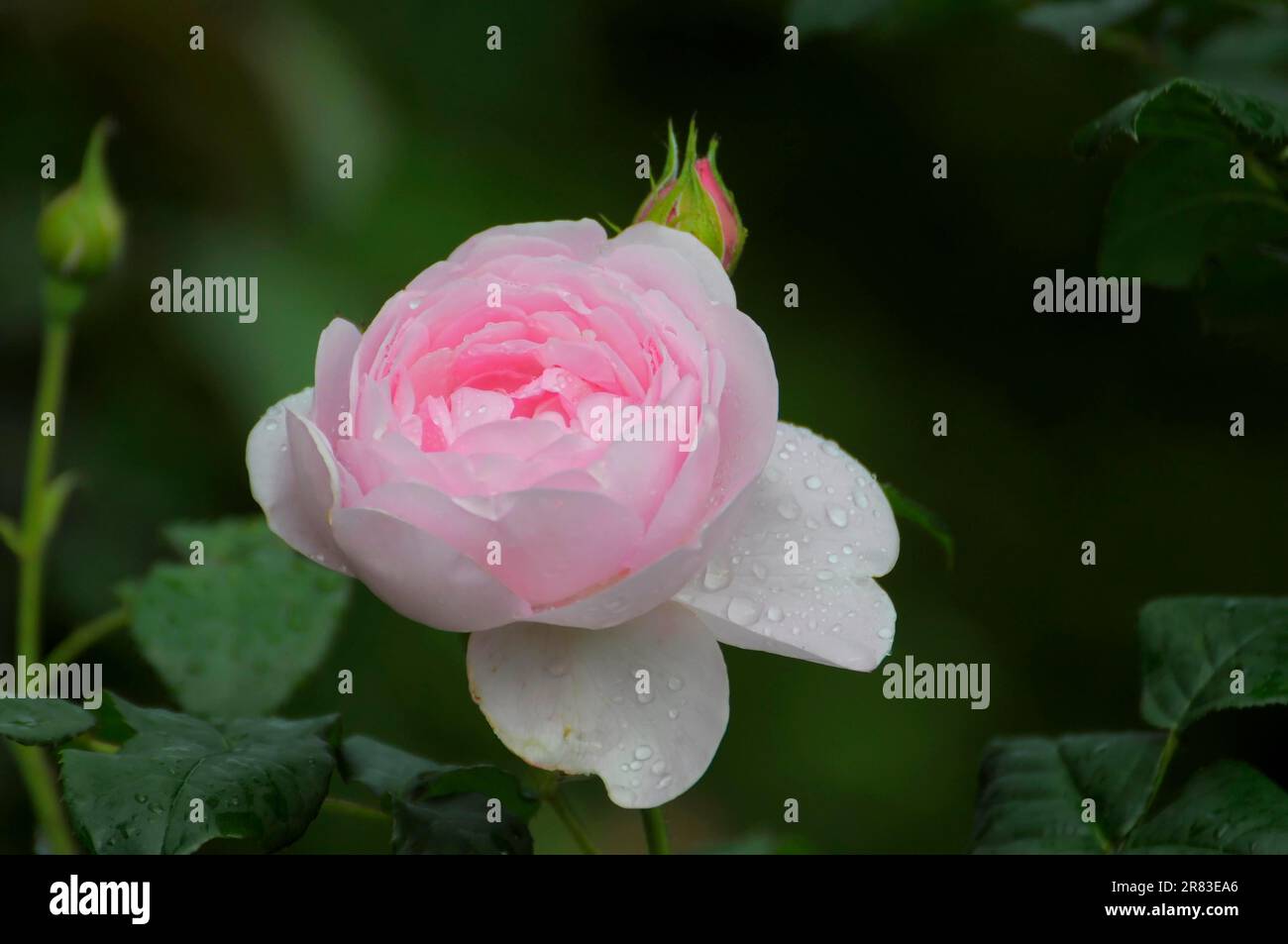 English rose, rosee, white, David Austin, raindrop, rose garden in Oberderdingen Stock Photo