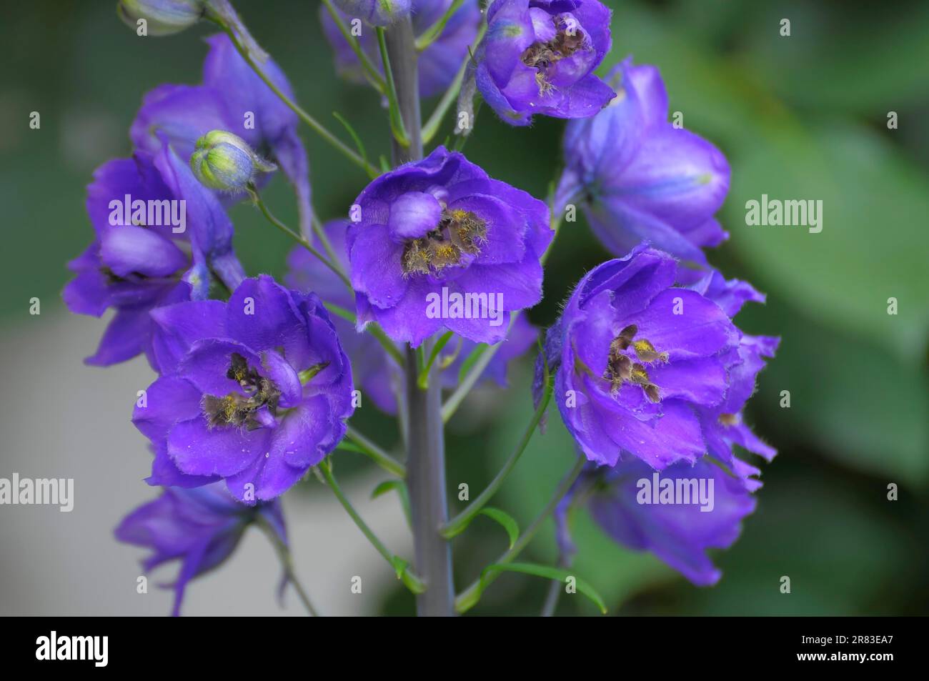 Blue in the garden, larkspurs (delphinium) (Delphinium) Rose garden in Oberderdingen Stock Photo