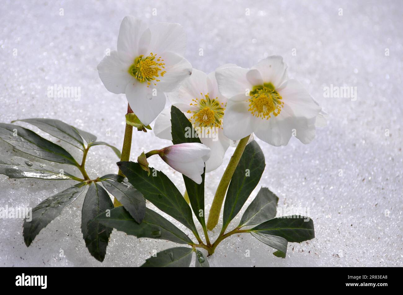 Snow Roses, Christmas Roses (Helleborus niger) in the Snow, Thaw Stock Photo