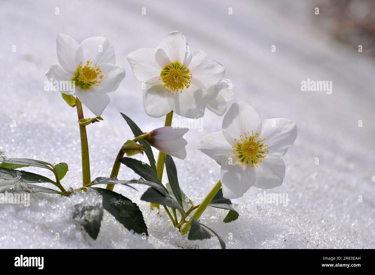 Snow Roses, Christmas Roses (Helleborus niger) in the Snow, Thaw Stock Photo