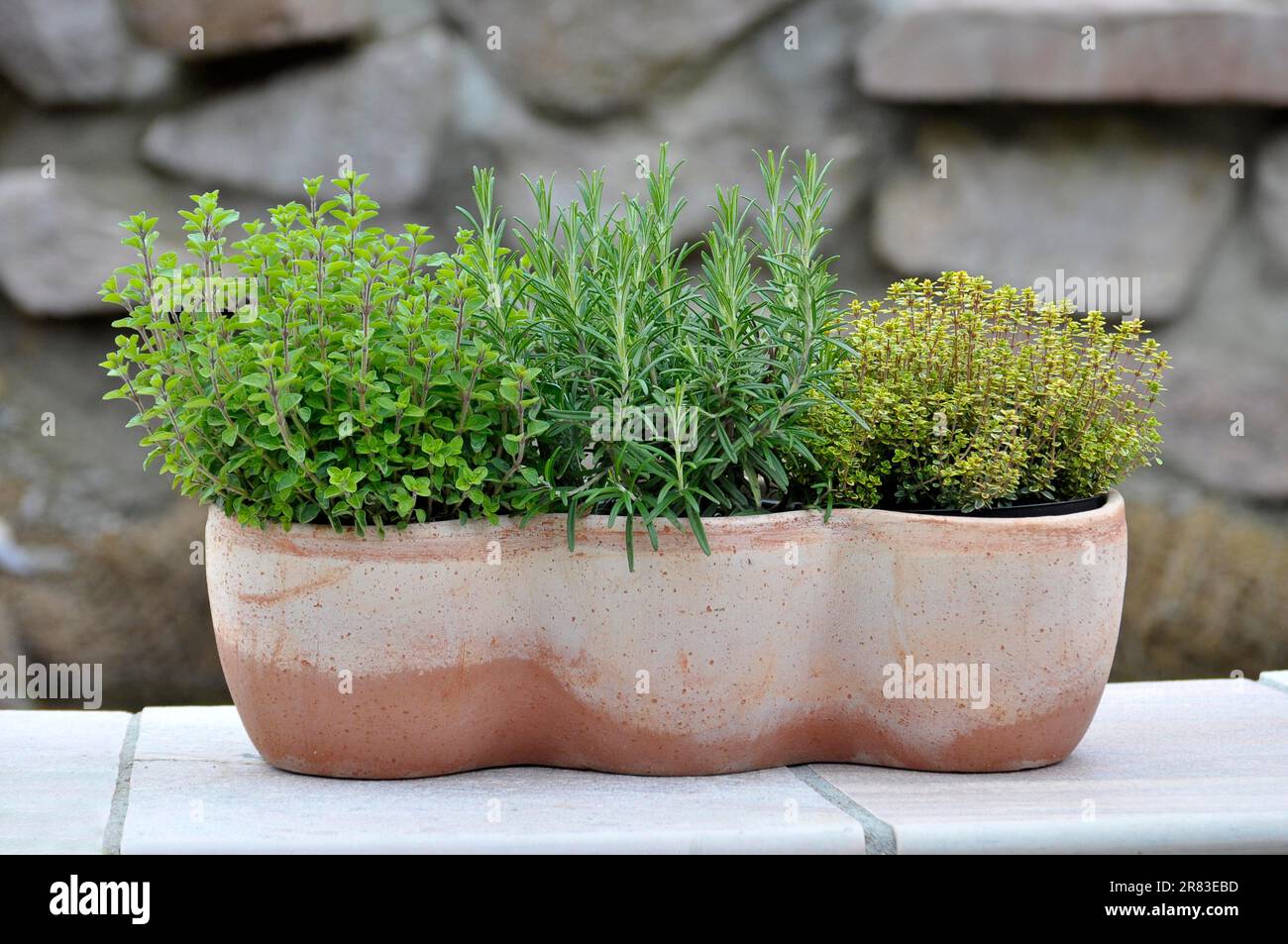 Kitchen herbs in pots, Marjoram (Origanum majorana), Rosemary