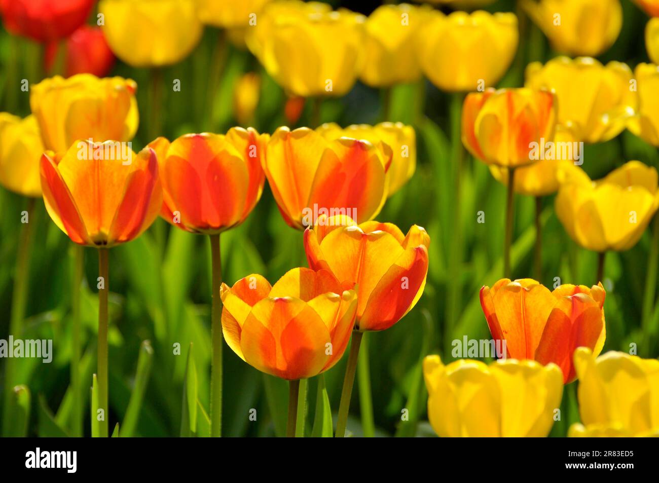 Tulip blossom, tulip garden, tulip bed Stock Photo Alamy