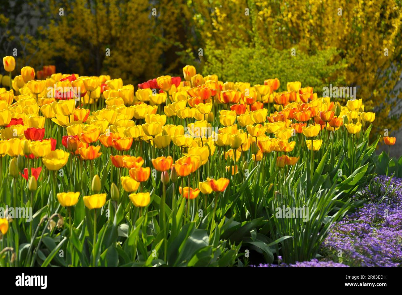 Tulip blossom, tulip garden, tulip bed Stock Photo Alamy