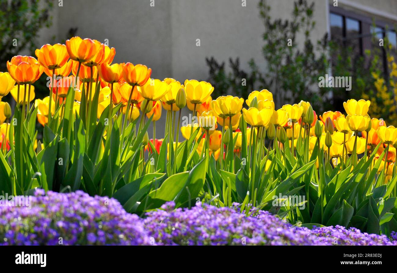 Tulip blossom, tulip garden, tulip bed Stock Photo Alamy