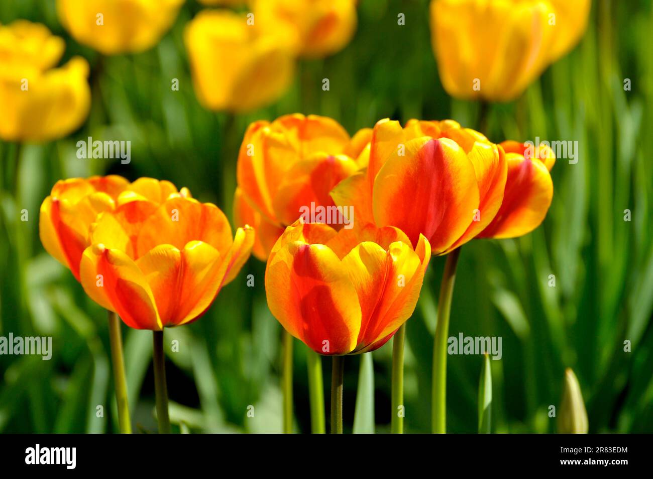 Tulip blossom, tulip garden, tulip bed Stock Photo Alamy