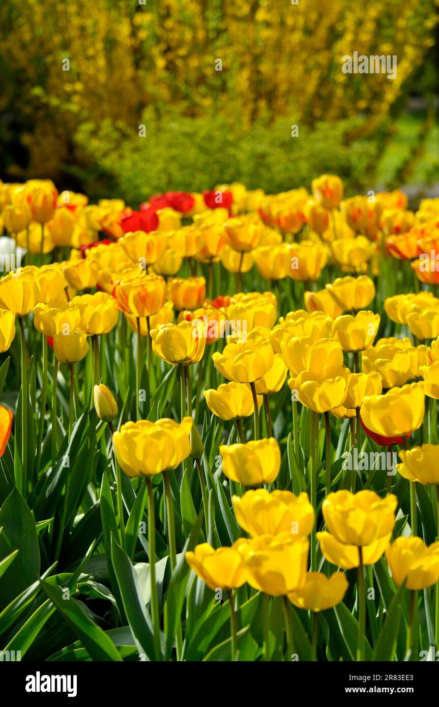 Tulip blossom, tulip garden, tulip bed Stock Photo Alamy