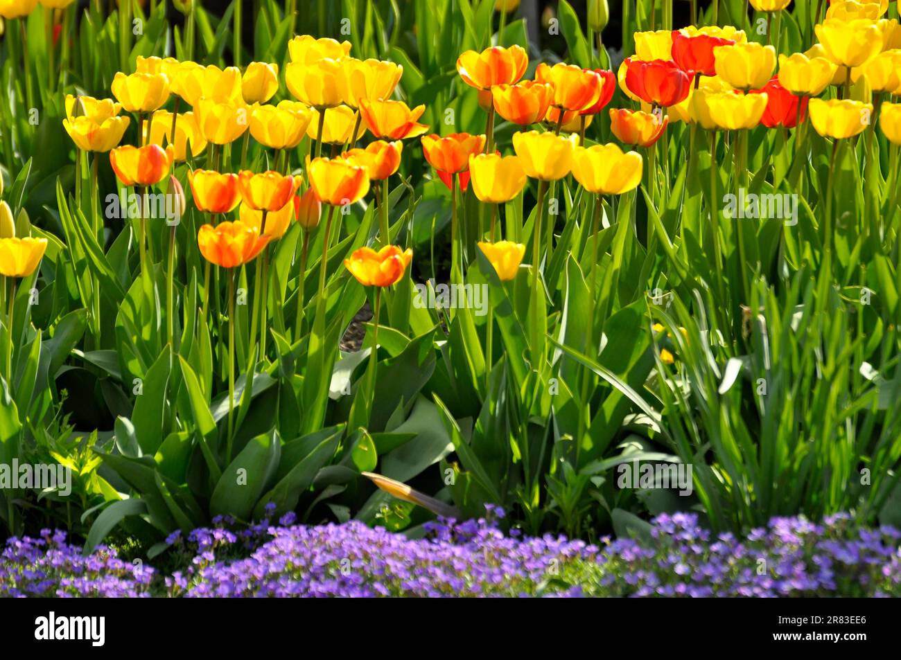 Tulip blossom, tulip garden, tulip bed Stock Photo Alamy