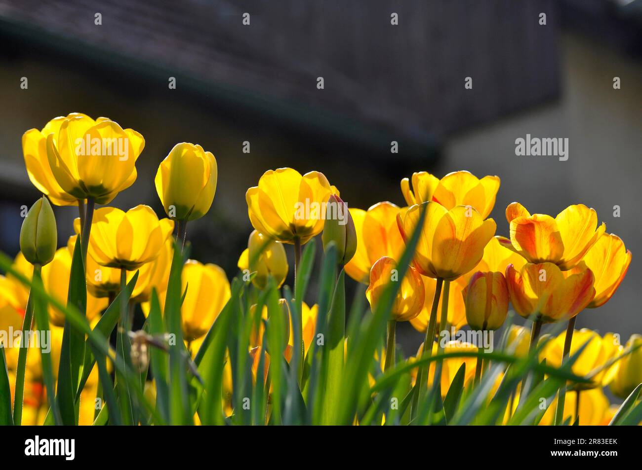 Tulip blossom, tulip garden, tulip bed Stock Photo Alamy