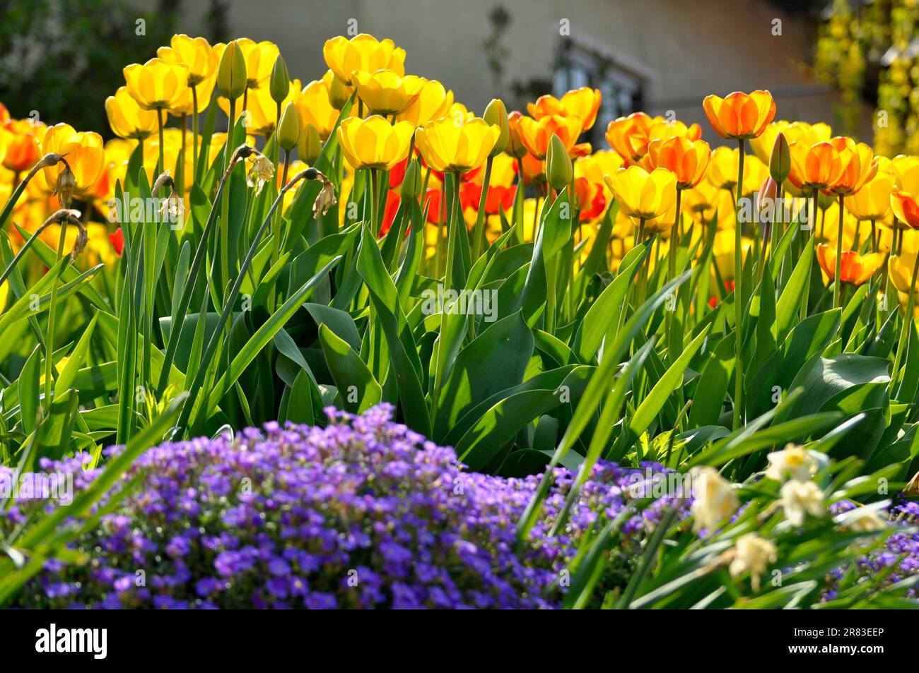 Tulip blossom, tulip garden, tulip bed Stock Photo Alamy