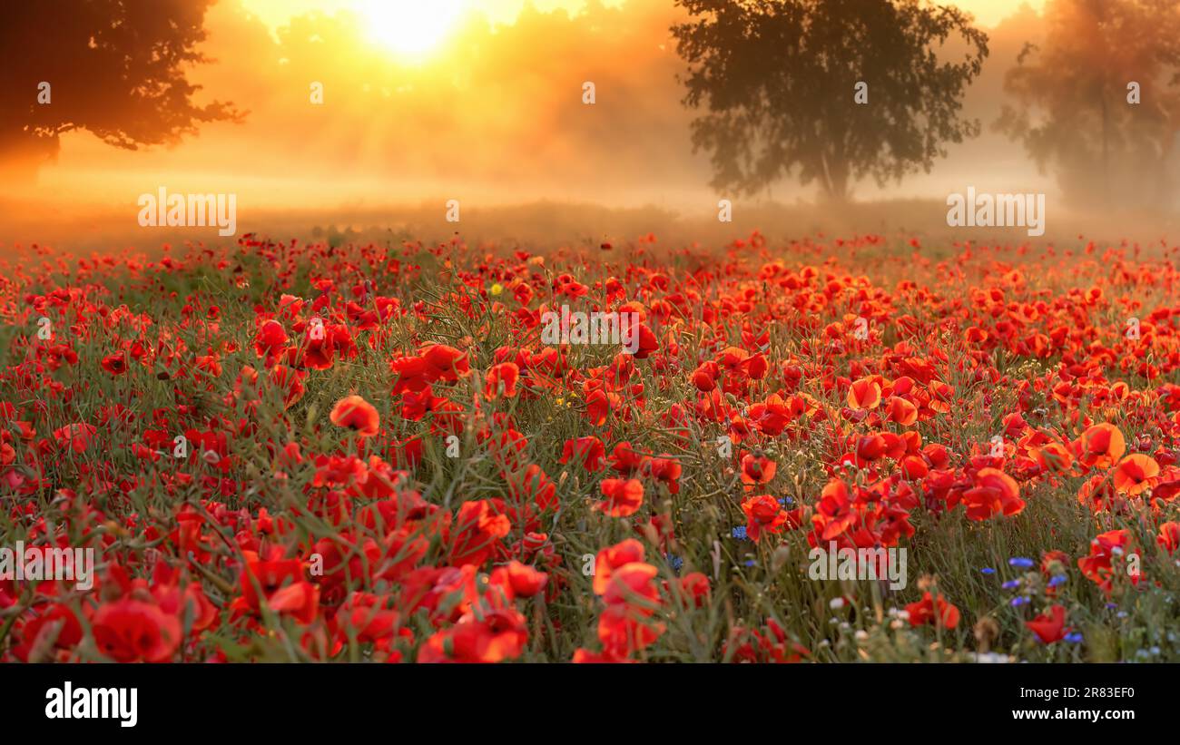 A misty sunrise on a poppy field, Denmark Stock Photo