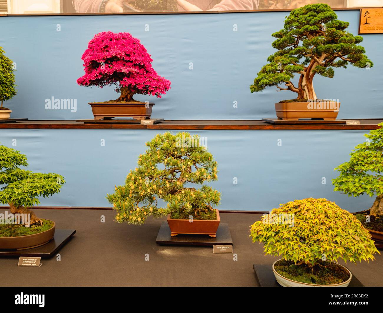 Bonsai trees at Chelsea Flower Show Stock Photo Alamy