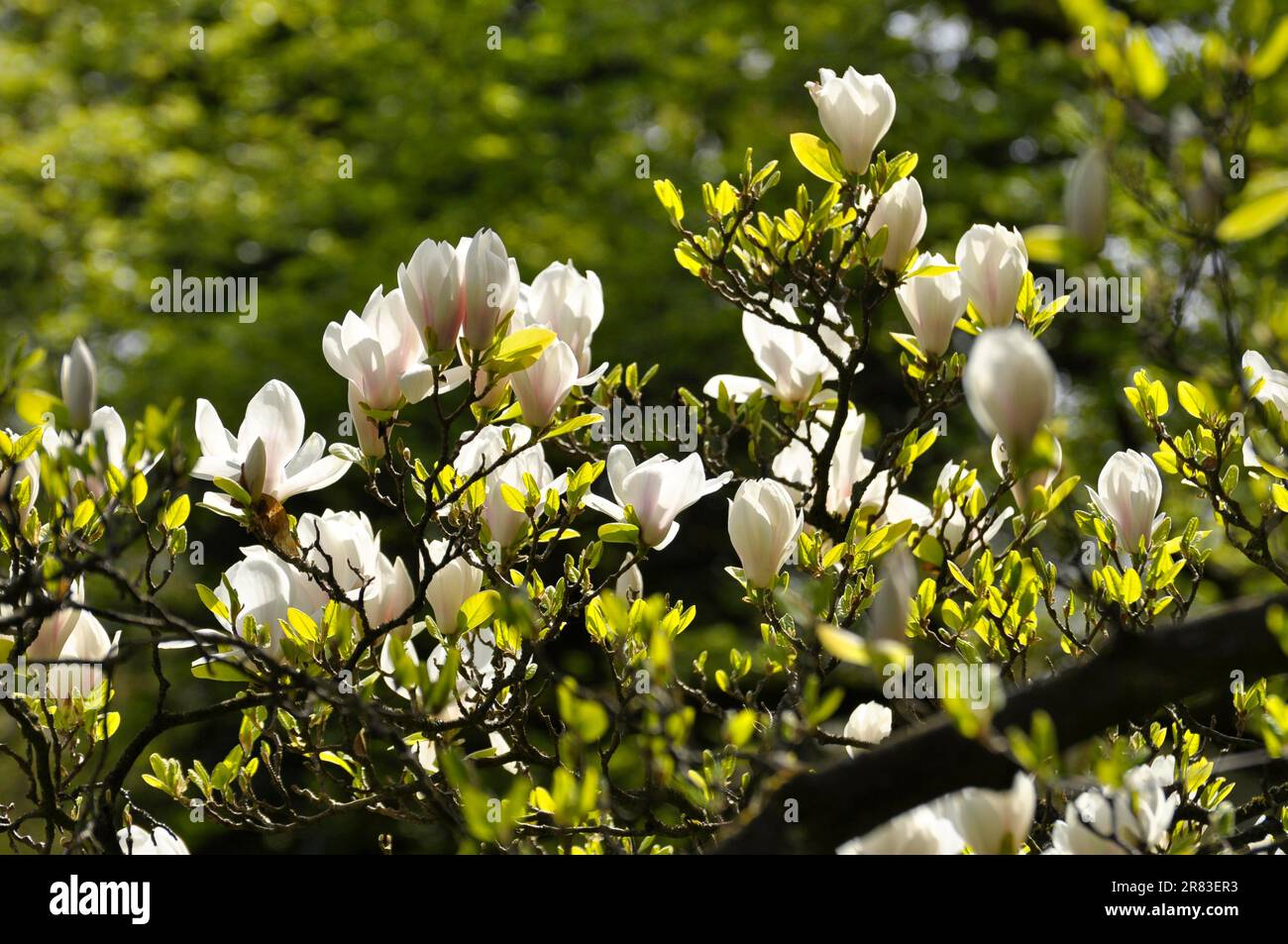 white-magnolia-flower-detail-photo-close-up-saucer-magnolia