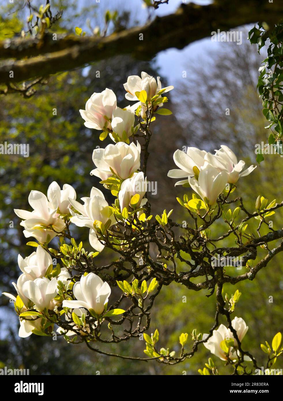 white-magnolia-flower-detail-photo-close-up-saucer-magnolia