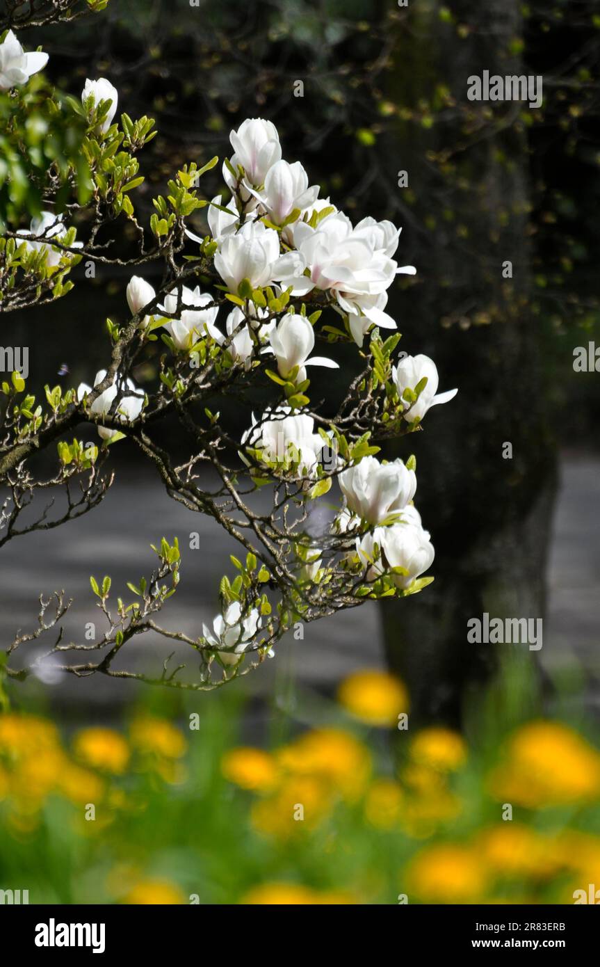 white-magnolia-flower-detail-photo-close-up-saucer-magnolia
