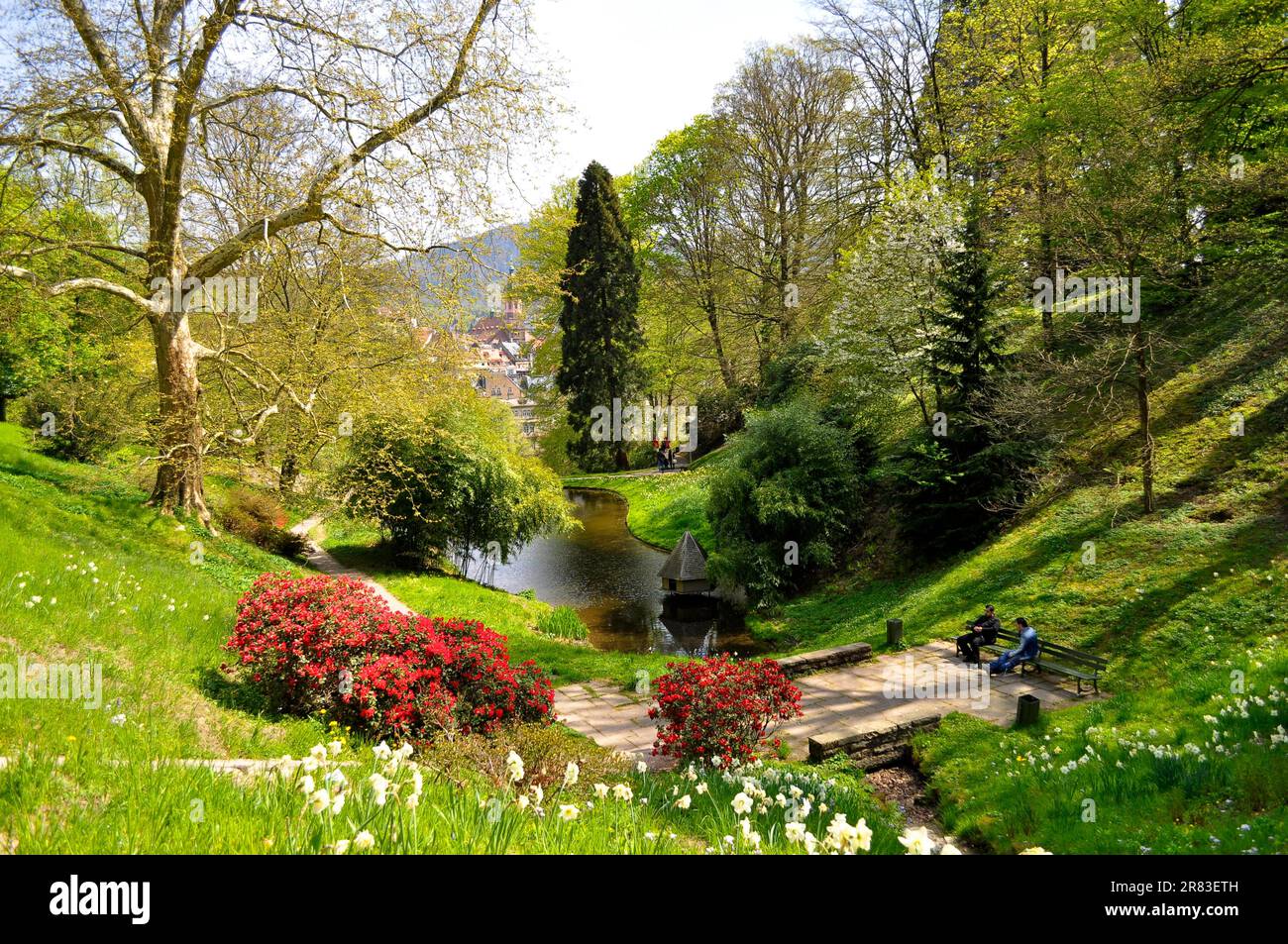 Northern Black Forest, Baden-Baden, park, pond with rhododendron in bloom  Stock Photo - Alamy