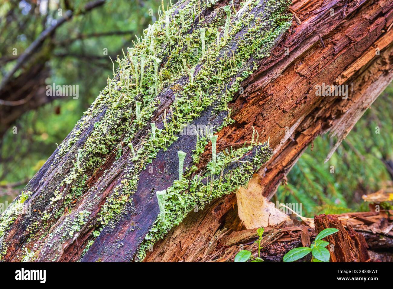 Old rotten log with growing lichens Stock Photo - Alamy