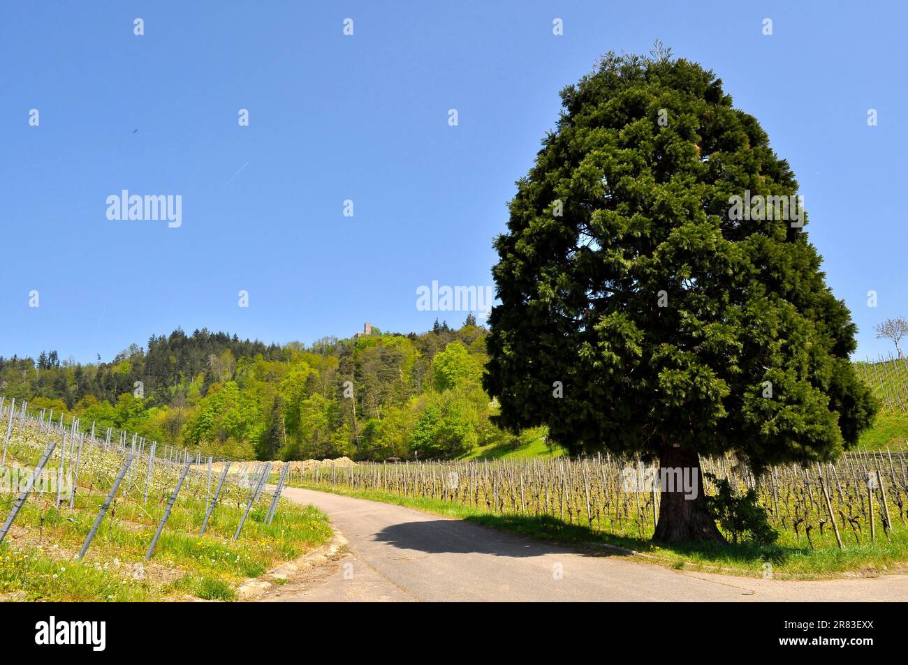 Sequoia, Giant sequoia (Sequoiadendron giganteum), Mountain sequoia, Wellingtonia, Vineyards Stock Photo