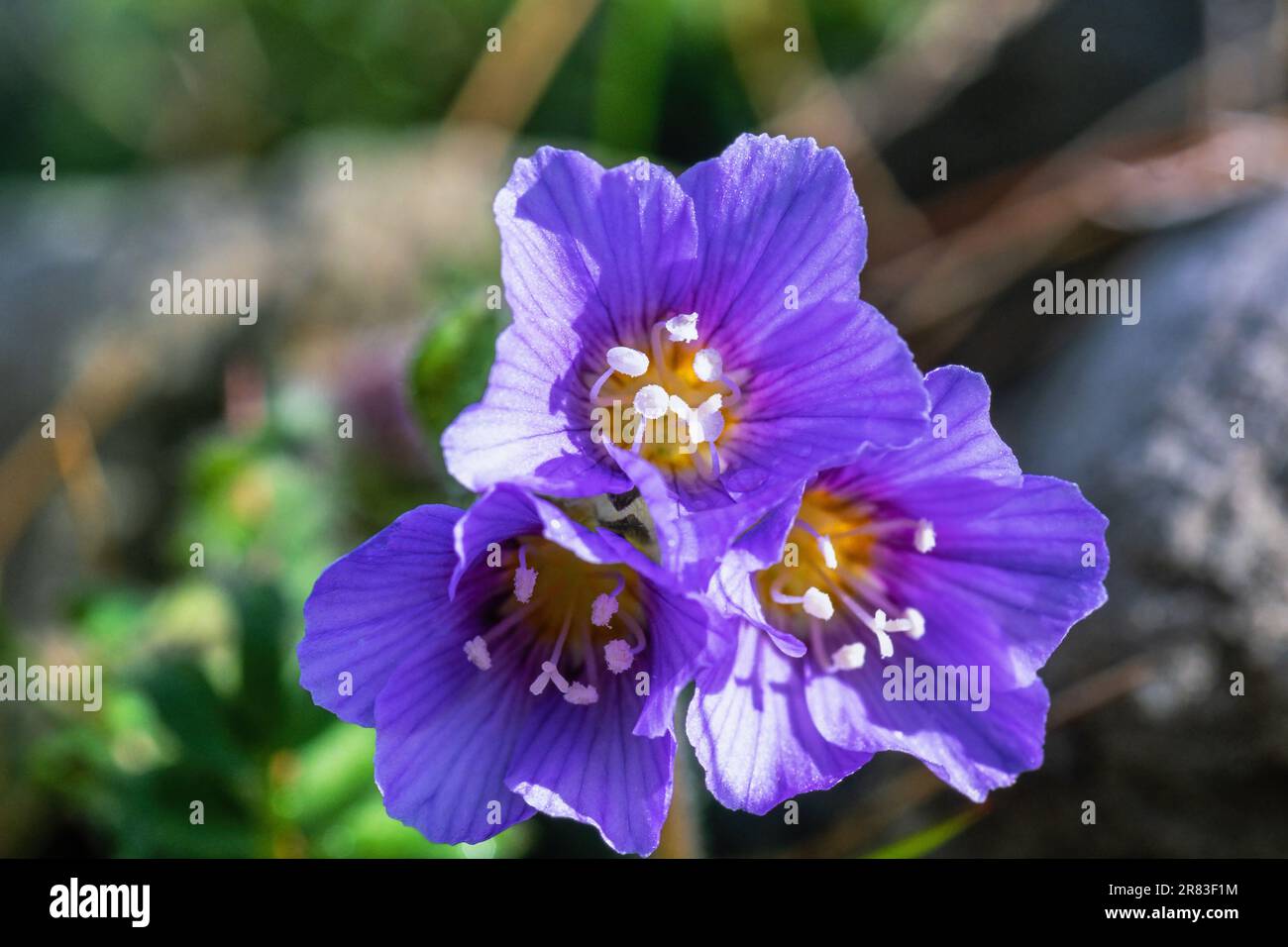 Close up at flowering Northern jacob's-ladder flowers Stock Photo