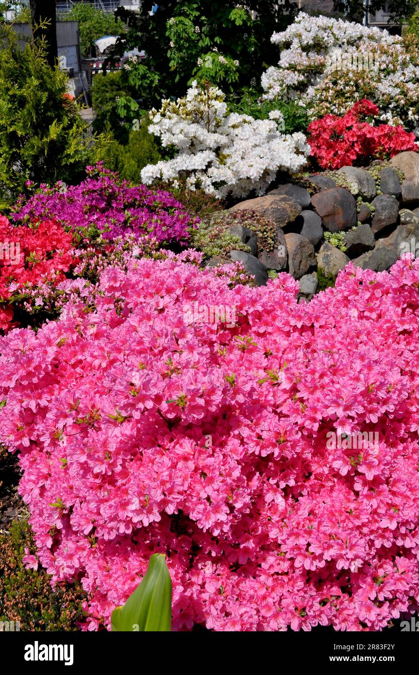 Private flowering rhododendron garden in spring, azalea garden, in Coswig (Anhalt) Stock Photo