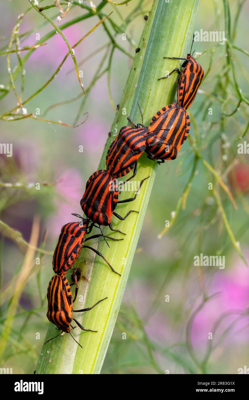 Strip bug climbs high on a dill stalk, against green background Stock ...