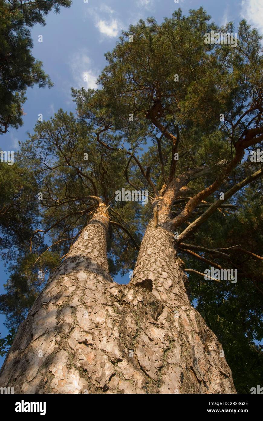Old pine in bacon, Scots pine (Pinus sylvestris), Scots pine, Red pine, White pine, Scots pine Stock Photo