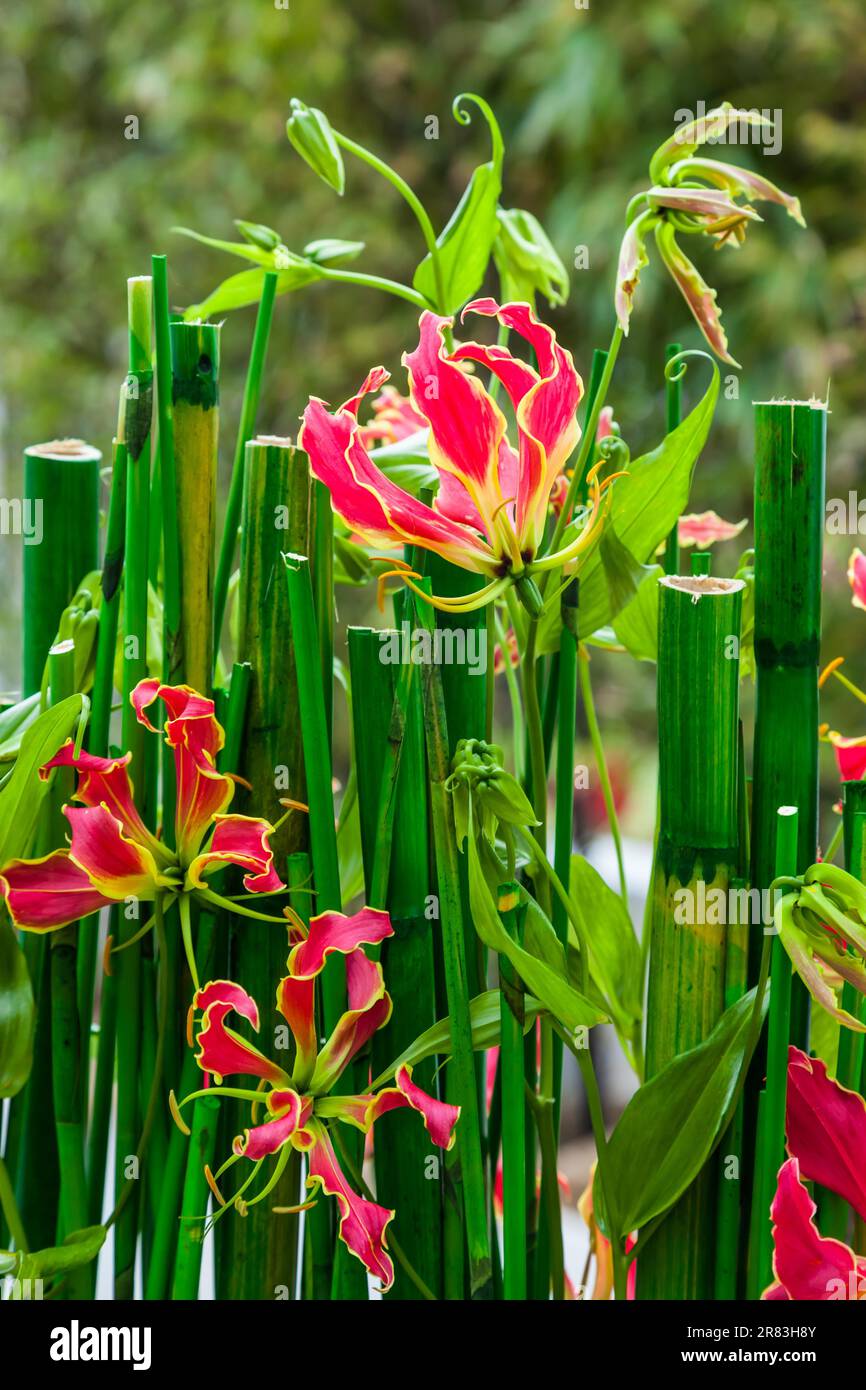 Flowering bamboo plant in the garden Stock Photo Alamy