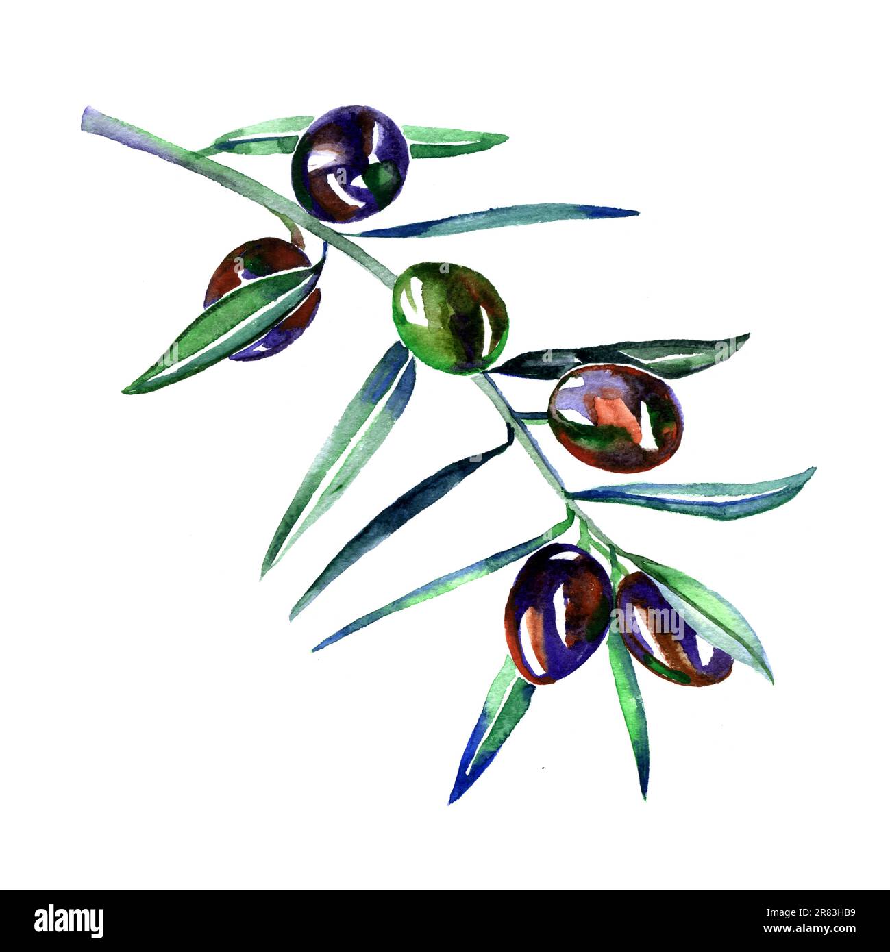 Watercolor drawing green olive branch hi-res stock photography and ...