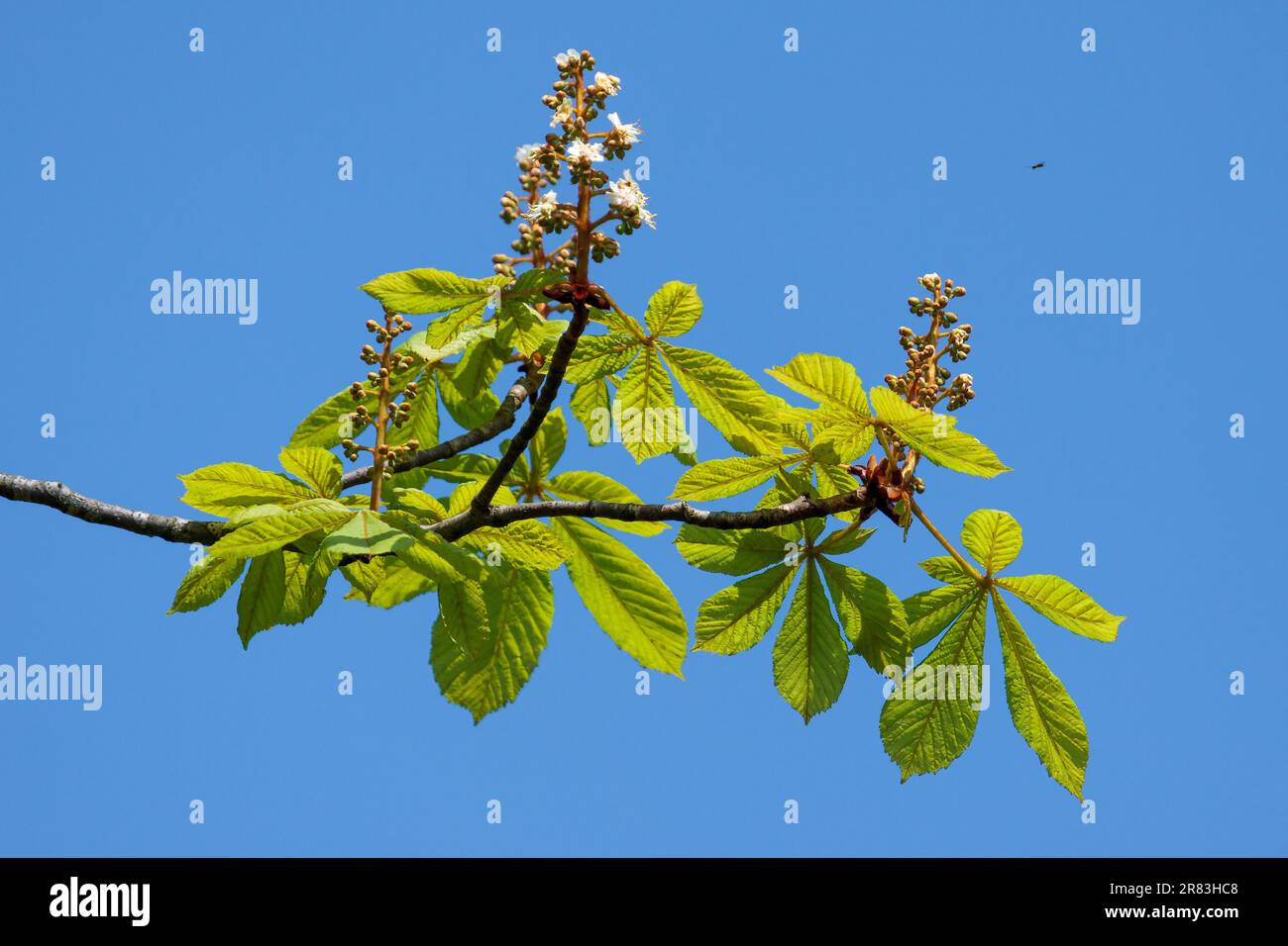 Horse Chestnut Tree Bursting With New Growth Stock Photo Alamy
