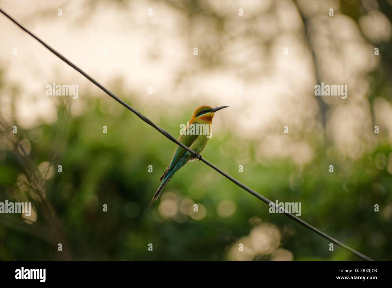 An Indian Bee eater perching on rope Stock Photo