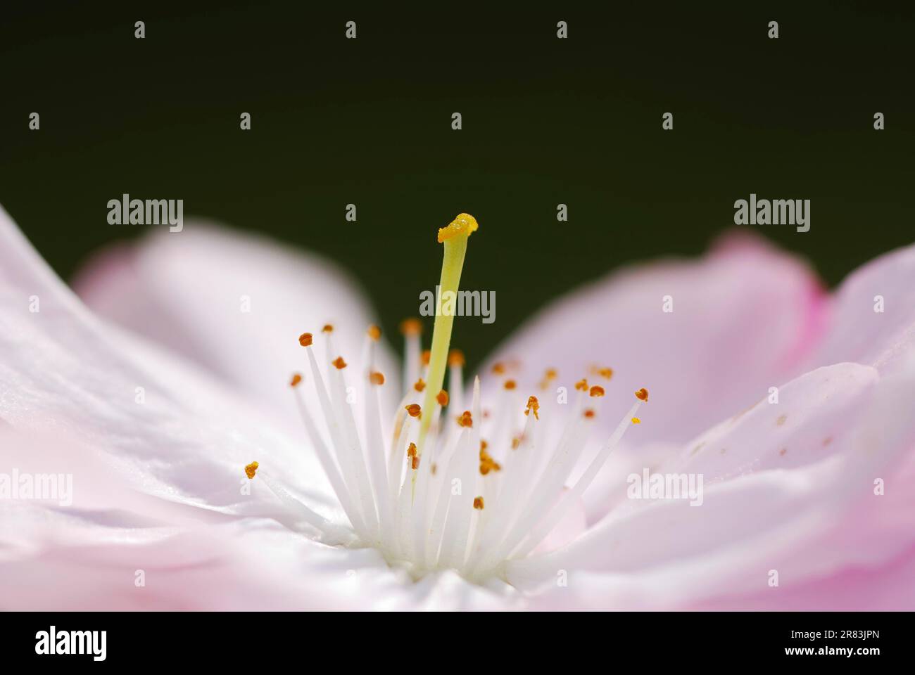 Macro of a pink cherry blossom Stock Photo - Alamy