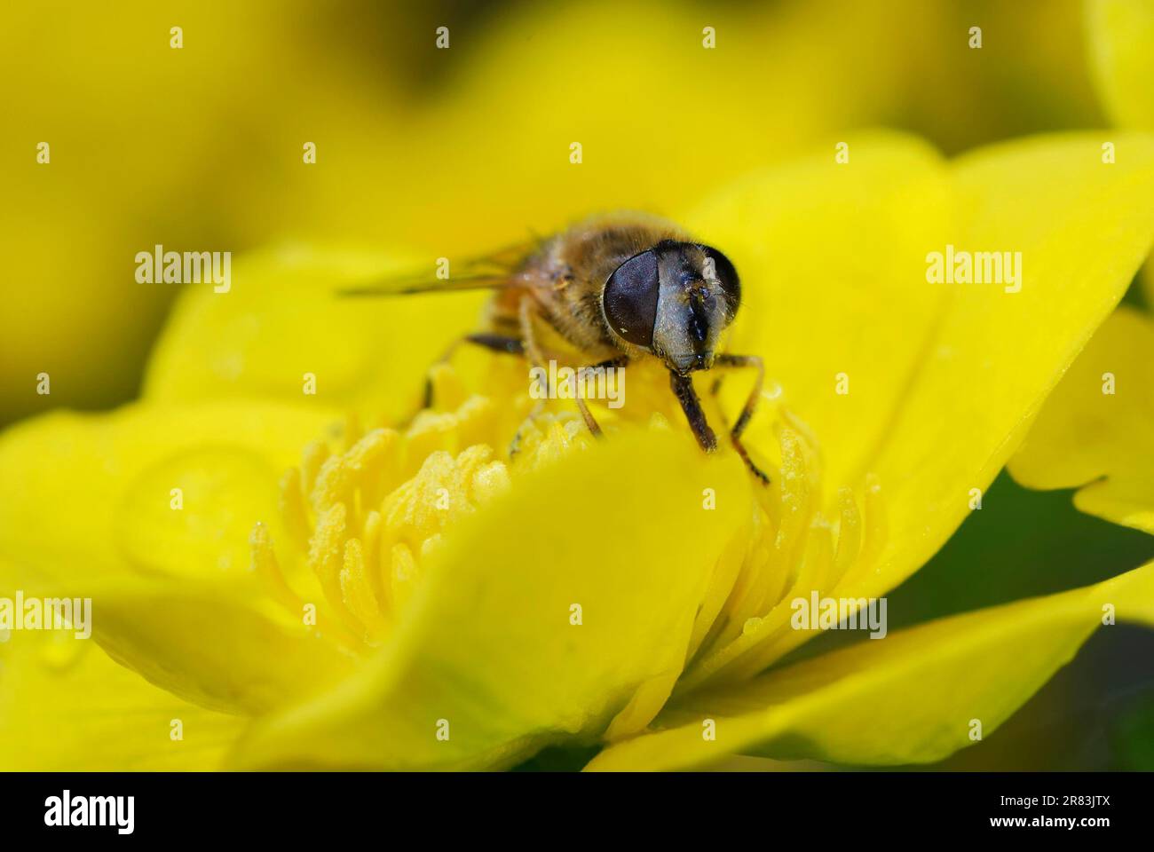 Bee collecting pollen in a marsh marigold blossom Stock Photo